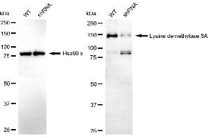 Western blotting analysis using lysine demethylase 3A antibody (ABIN7799300).