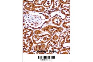 SET Antibody immunohistochemistry analysis in formalin fixed and paraffin embedded human kidney tissue followed by peroxidase conjugation of the secondary antibody and DAB staining. (SET/TAF-I anticorps  (N-Term))