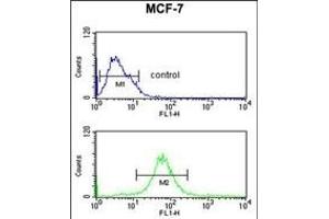 RT25 Antibody (C-term) (ABIN653808 and ABIN2843083) flow cytometric analysis of MCF-7 cells (bottom histogram) compared to a negative control cell (top histogram).
