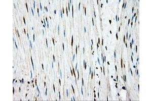 Immunohistochemistry (IHC) image for anti-Amyloid beta (A4) Precursor Protein (APP) antibody (ABIN1496876) (APP anticorps)