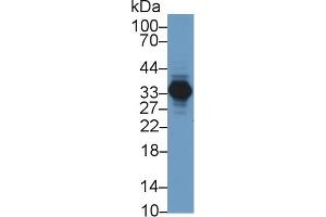 Detection of AGMAT in Porcine Kidney lysate using Polyclonal Antibody to Agmatine Ureohydrolase (AGMAT) (AGMAT anticorps  (AA 53-151))