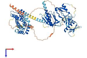 AlphaFold protein structure predicition of Mouse Recombinant Fgd2 Protein, UniprotID Q8BY35