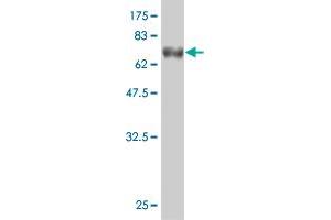 Western Blot detection against Immunogen (65. (STBD1 anticorps  (AA 1-358))