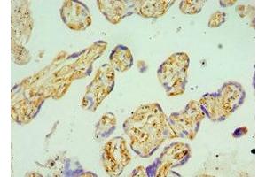 Immunohistochemistry of paraffin-embedded human placenta tissue using ABIN7145678 at dilution of 1:100 (BST2 anticorps  (AA 49-161))