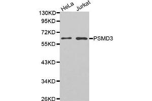 Western blot analysis of extracts of various cell lines, using PSMD3 antibody. (PSMD3 anticorps)