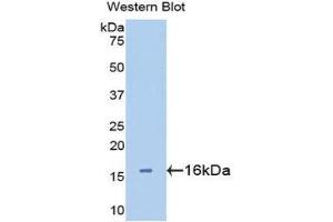 Western Blotting (WB) image for anti-Lectin, Galactoside-Binding, Soluble, 2 (LGALS2) (AA 1-132) antibody (ABIN3201376) (Galectin 2 anticorps  (AA 1-132))