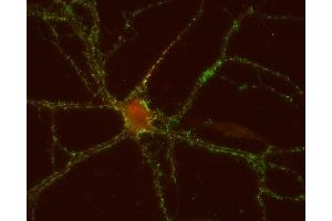 Indirect immunostaining of PFA fixed mouse cortex neurons with anti-GABA-A receptor β1 (dilution 1 : 500; red) and anti-synaptotagmin 1/2 (cat.