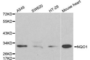 Western blot analysis of extracts of various cell lines, using NQO1 antibody. (NQO1 anticorps)