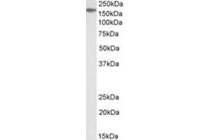 AP23733PU-N MECOM antibody staining of A549 lysate at 2 µg/ml (35µg protein in RIPA buffer).
