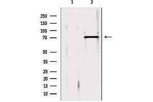 Western blot analysis of extracts from 293, using ERp72 antibody.