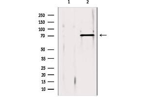 Western blot analysis of extracts from 293, using ERp72 antibody. (PDIA4 anticorps  (Internal Region))