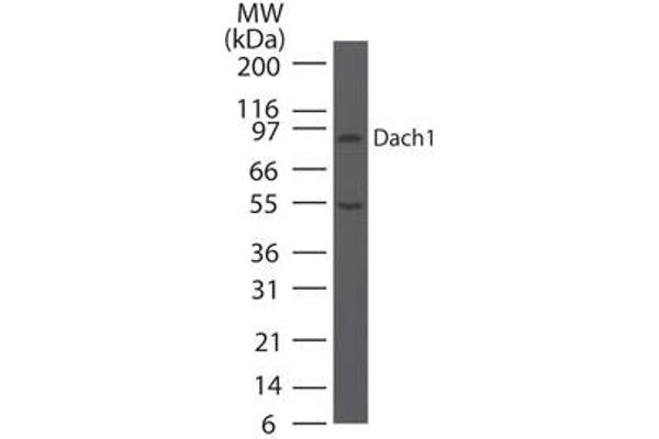 DACH1 anticorps  (AA 474-491)