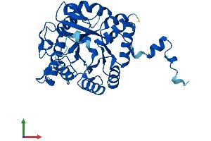 AlphaFold protein structure predicition of Human Recombinant ALAD Protein, UniprotID P13716