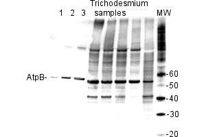 From left to right: molecular weight markers (MagicMark XP, Invitrogen), whole cell extract of Synechocystis PCC6803 (size 51.