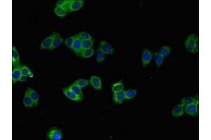 Immunofluorescent analysis of HepG2 cells using ABIN7169015 at dilution of 1:100 and Alexa Fluor 488-congugated AffiniPure Goat Anti-Rabbit IgG(H+L)
