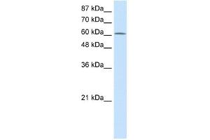 PRMT5 antibody used at 2. (PRMT5 anticorps  (N-Term))