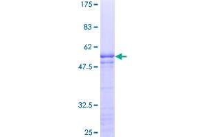 Image no. 1 for MYC-Associated Zinc Finger Protein (Purine-Binding Transcription Factor) (MAZ) (AA 1-264) protein (GST tag) (ABIN1310454)
