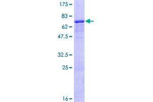 Image no. 1 for Zinc Finger Protein 584 (ZNF584) (AA 1-421) protein (GST tag) (ABIN1326308)