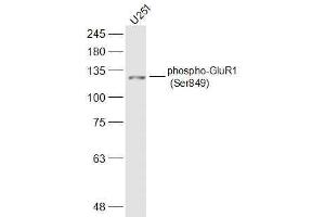U251 lysates probed with phospho-GluR1 (Ser849) Polyclonal Antibody, Unconjugated  at 1:500 dilution and 4˚C overnight incubation. (Glutamate Receptor 1 anticorps  (pSer849))
