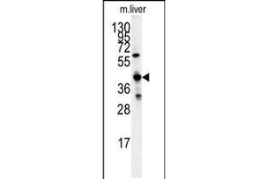 Western blot analysis of GCAT antibody in mouse liver tissue lysates (35ug/lane) (GCAT anticorps  (AA 155-181))