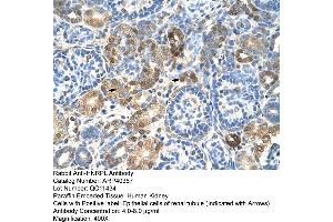 Rabbit Anti-HNRPL Antibody  Paraffin Embedded Tissue: Human Kidney Cellular Data: Epithelial cells of renal tubule Antibody Concentration: 4. (HNRNPL anticorps  (N-Term))