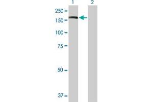 Western Blot analysis of ADAR expression in transfected 293T cell line by ADAR MaxPab polyclonal antibody.