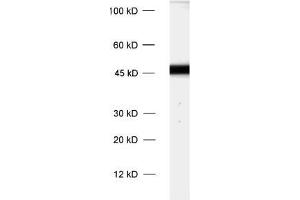 dilution: 1 : 1000, sample: rat brain homogenate (Cnpase anticorps)