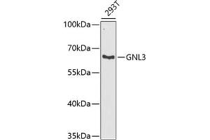 Western blot analysis of extracts of 293T cells, using GNL3 antibody (ABIN6130343, ABIN6141249, ABIN6141250 and ABIN6222113) at 1:1000 dilution. (Nucleostemin anticorps  (AA 1-240))