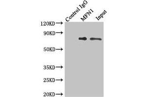 Immunoprecipitating MFN1 in Jurkat whole cell lysate Lane 1: Rabbit control IgG instead of (1 μg) instead of ABIN7159967 in Jurkat whole cell lysate. (MFN1 anticorps  (AA 622-741))