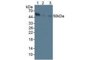 Western blot analysis of (1) Mouse Spleen Tissue, (2) Mouse Stomach Tissue and (3) Human Raji Cells. (NFkB anticorps  (AA 40-365))