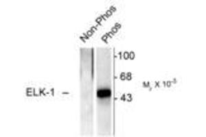 Image no. 1 for anti-ELK1, Member of ETS Oncogene Family (ELK1) (pSer383) antibody (ABIN221173) (ELK1 anticorps  (pSer383))
