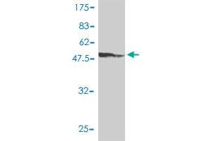 Western Blot detection against Immunogen (48.