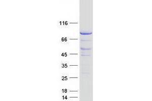 Validation with Western Blot (C19orf21 Protein (Myc-DYKDDDDK Tag))