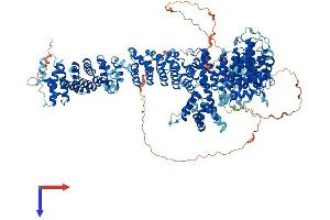 AlphaFold protein structure predicition of Mouse Recombinant Pds5a Protein, UniprotID Q6A026