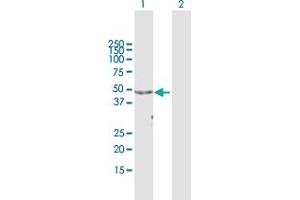 Western Blot analysis of APOA4 expression in transfected 293T cell line by APOA4 MaxPab polyclonal antibody.