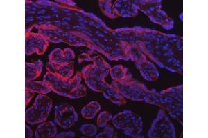 IF analysis of SUMF2 using anti-SUMF2 antibody (ABIN7600954).
