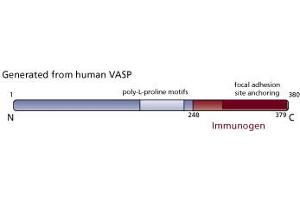 Image no. 3 for anti-Vasodilator-Stimulated phosphoprotein (VASP) (AA 248-379) antibody (ABIN967977) (VASP anticorps  (AA 248-379))