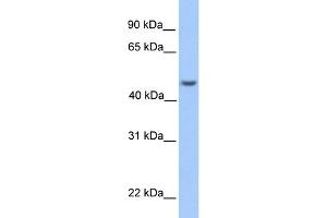 WB Suggested Anti-ASB6 Antibody Titration: 0. (ASB6 anticorps  (Middle Region))