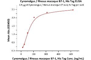 Immobilized Cynomolgus / Rhesus macaque CTLA-4, Fc Tag (ABIN2180928,ABIN2180927) at 5 μg/mL (100 μL/well) can bind Cynomolgus / Rhesus macaque B7-1, His Tag (Hied) (ABIN2180840,ABIN2180839) with a linear range of 10-156 ng/mL (QC tested).