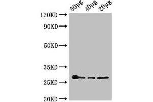 Western Blot Positive WB detected in: Arabidopsis thaliana lysate at 80 μg, 40 μg, 20 μg All lanes: APX2 antibody, HRP conjugated at 0. (L-Ascorbate Peroxidase 2 (APX2) (AA 4-250) anticorps (HRP))