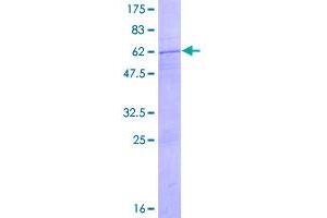 Image no. 1 for Deoxyribonuclease II, Lysosomal (DNASE2) (AA 1-360) protein (GST tag) (ABIN1351844)