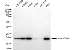 anti-Second Mitochondria-Derived Activator of Caspase (DIABLO) antibody
