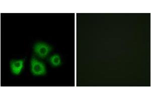 Immunofluorescence analysis of MCF7 cells, using OR5M1/5M10 Antibody. (OR5M1/5M10 anticorps  (AA 230-279))
