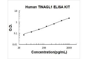 Tubulointerstitial Nephritis Antigen-Like 1 (TINAGL1) ELISA Kit