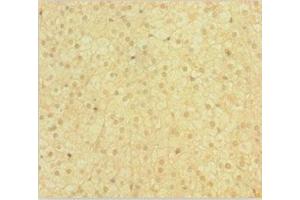 Immunohistochemistry of paraffin-embedded human adrenal gland tissue using ABIN7148691 at dilution of 1:100