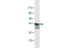 Western Blot detection against Immunogen (47. (HMGB2 anticorps  (AA 1-195))