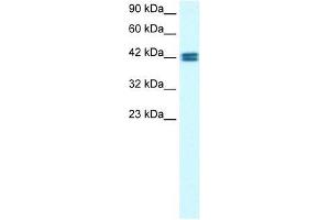 OR13C9 antibody used at 0. (OR13C9 anticorps  (Middle Region))
