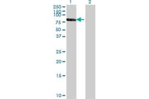 Western Blot analysis of RXRB expression in transfected 293T cell line by RXRB monoclonal antibody (M01), clone 3C8.