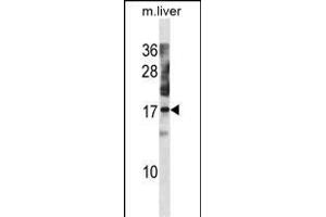 NXT1 Antibody (C-term) (ABIN1881591 and ABIN2838761) western blot analysis in mouse liver tissue lysates (35 μg/lane). (NXT1 anticorps  (C-Term))
