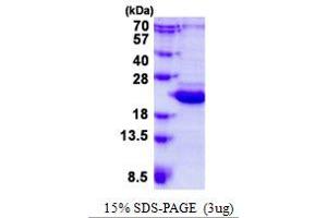 Image no. 1 for BCL2-Like 10 (Apoptosis Facilitator) (BCL2L10) protein (His tag) (ABIN1098488)